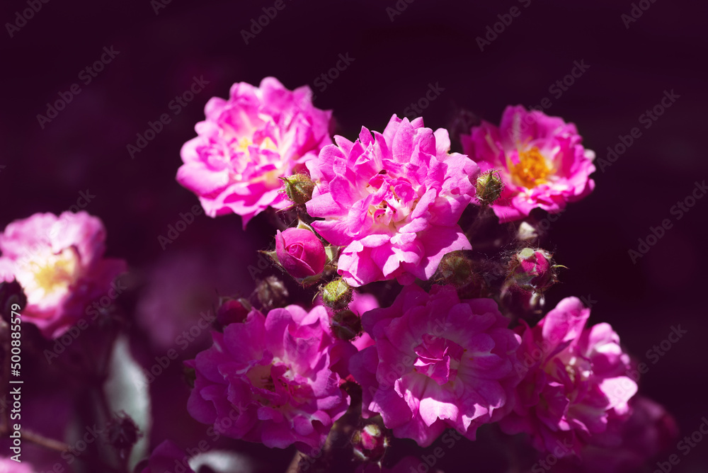 Vintage retro photo in pink colors with pink roses