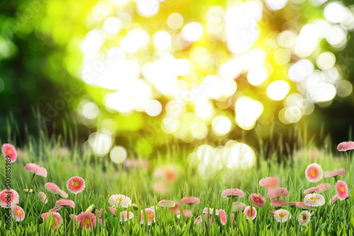Beautiful blooming daisy flowers in green meadow on sunny day, bokeh effect