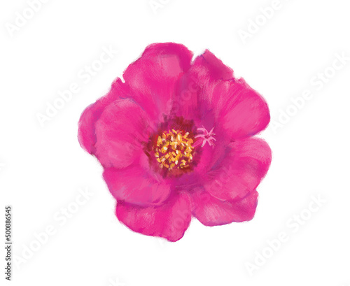 Close-up pink Rugosa rose, top view flower in digital painting illustration art design