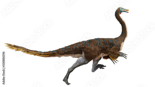 Gallimimus, feathered theropod dinosaur with an estimated top running speed of 42–56 km per hour, isolated on white background 
