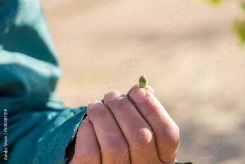 Detail of a farmer's hand holding a small apricot fruit