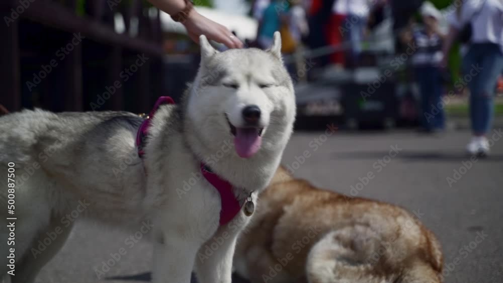 Closeup view of people holding dogs on leash and standing in city park or exhibition spbas. Owner holds adult pet and shows his breed, has time outdoors on summer day. Man or woman owns purebred adult Closeup view of people holding dogs on leash and standing in city park or exhibition spbas. Owner holds adult pet and shows his breed, has time outdoors on summer day. Man or woman owns purebred adult