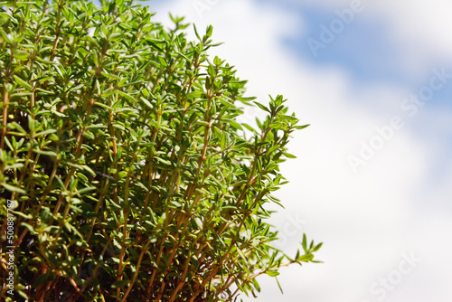 Green thyme bush. Copy space. Selective focus.