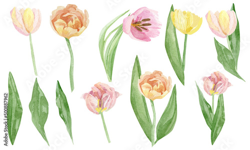Hand painted tulip floral set. Watercolor botanical illustration flowers isolated on white background. Beautiful garden flower for greeting card, wedding invitation