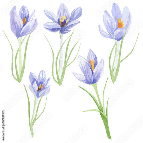 Watercolor crocuses illustration. Hand painted spring floral arrangement for wedding invite  greeting card  poster. Beautiful wildflower clipart