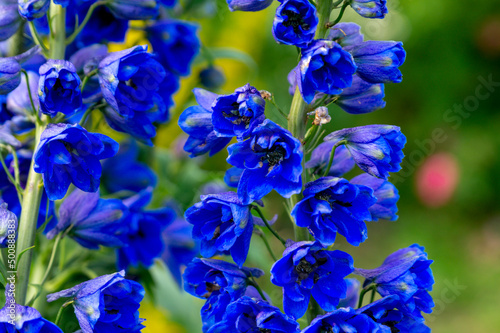 Leinwand Poster Blue delphinium flowers in the summer garden.