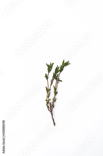 Fototapeta Naklejka Na Ścianę i Meble -  Thyme sprig on white background. Twig of thymus serpyllum, close up.