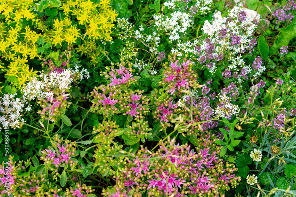 Yellow and pink sedum spurium (caucasian stonecrop, two-row stonecrop) flowers in the summer garden. Yellow and pink sedum spurium (caucasian stonecrop, two-row stonecrop) flowers in the summer garden.