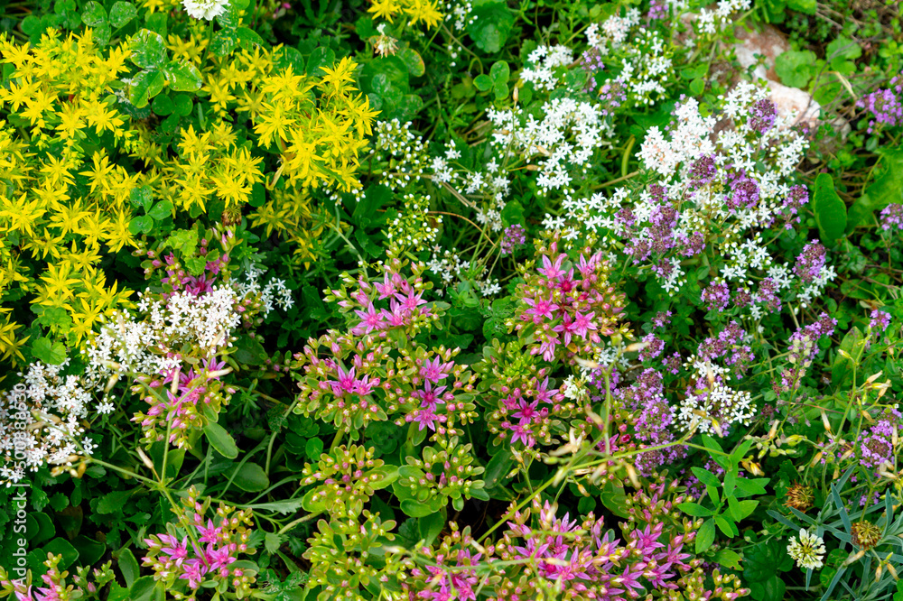 Yellow and pink sedum spurium (caucasian stonecrop, two-row stonecrop) flowers in the summer garden.