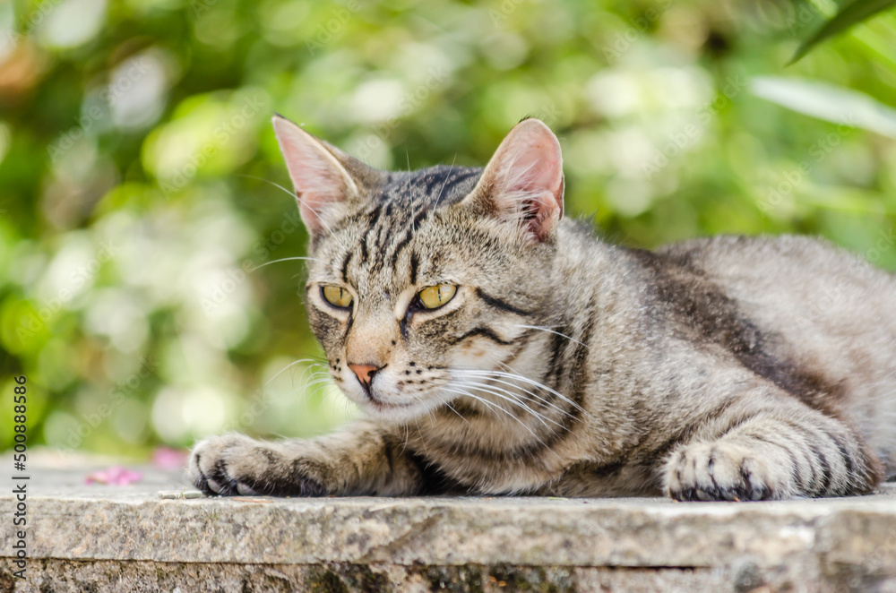Portrait of gray domestic cat on the wall. Portrait of gray domestic cat on the wall.