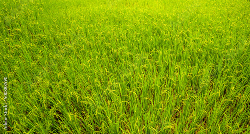 Morning green rice field in thailand on natural sky background in summer