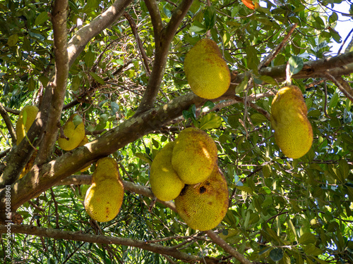 Jackfruit on the tree, Jackfruit 