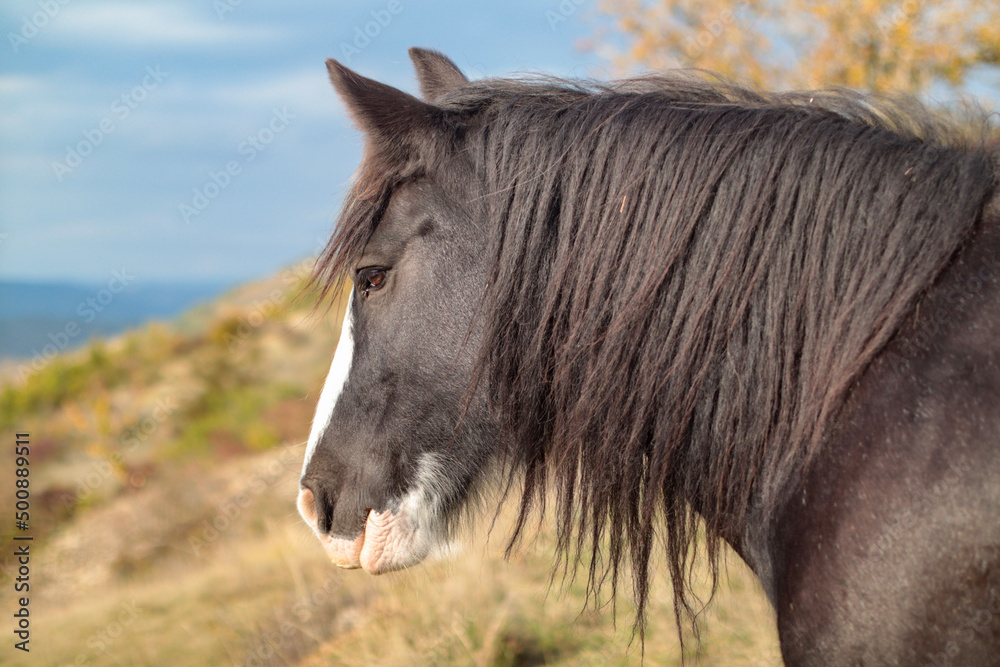 horse in the field