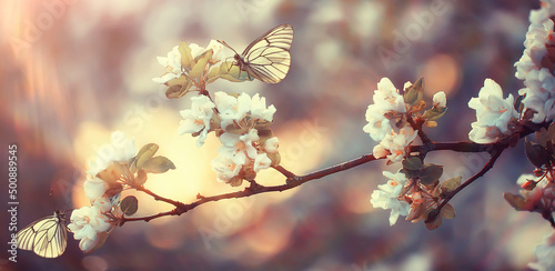 Fotobehang spring blooming garden background, delicate white flowers on trees, seasonal mar