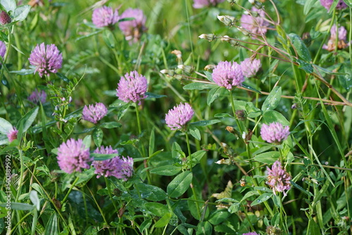 fleurs de trèfle