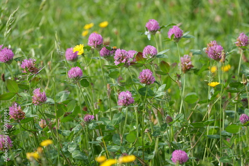 fleurs de tr  fles