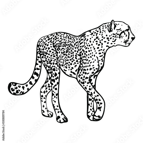 Isolated vector illustration of a cheetah. Wild cat for print, blank for designer, logo, icon