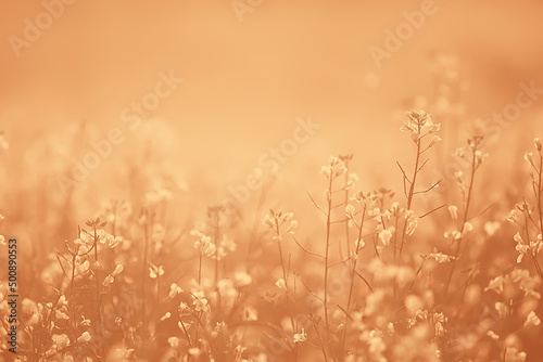 abstract summer background texture of yellow flowers in the field  beautiful nature sunny day wild flower