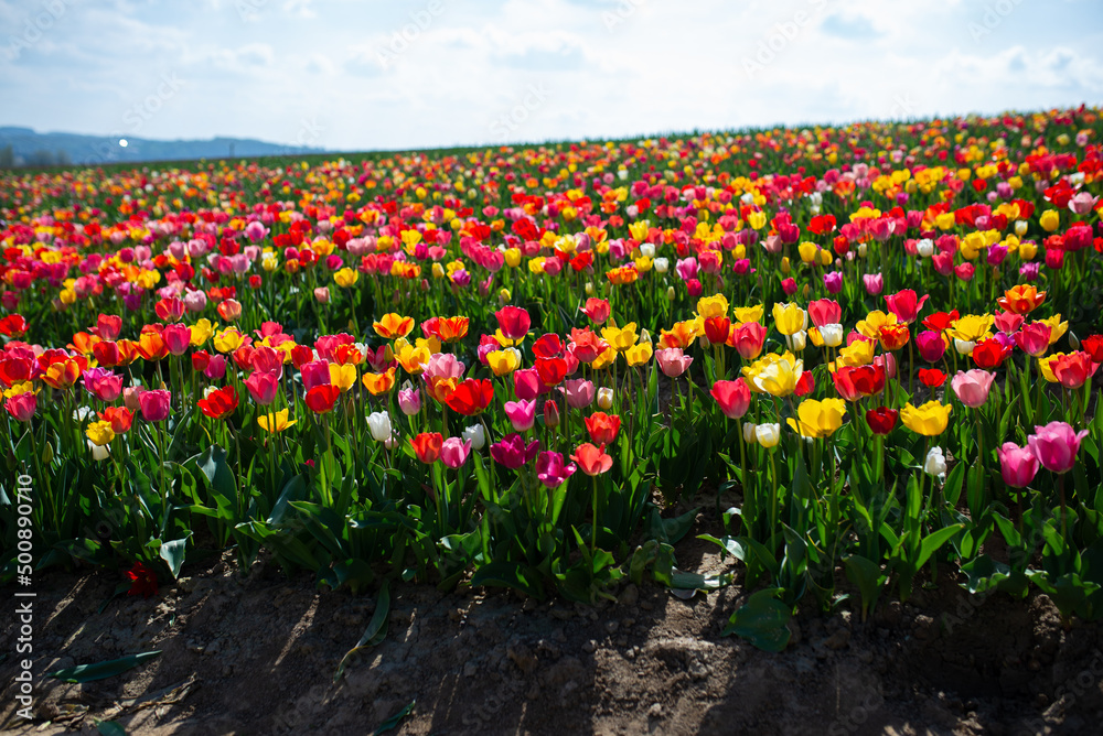 Tulip field with different colour tulips. Sunny weather in spring.