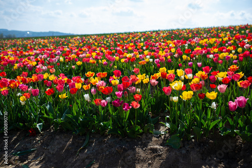 Tulip field with different colour tulips. Sunny weather in spring. © Taras Garkusha