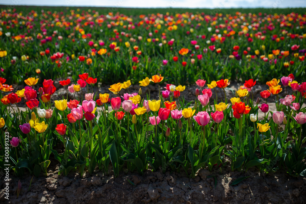 Tulip field with different colour tulips. Sunny weather in spring.
