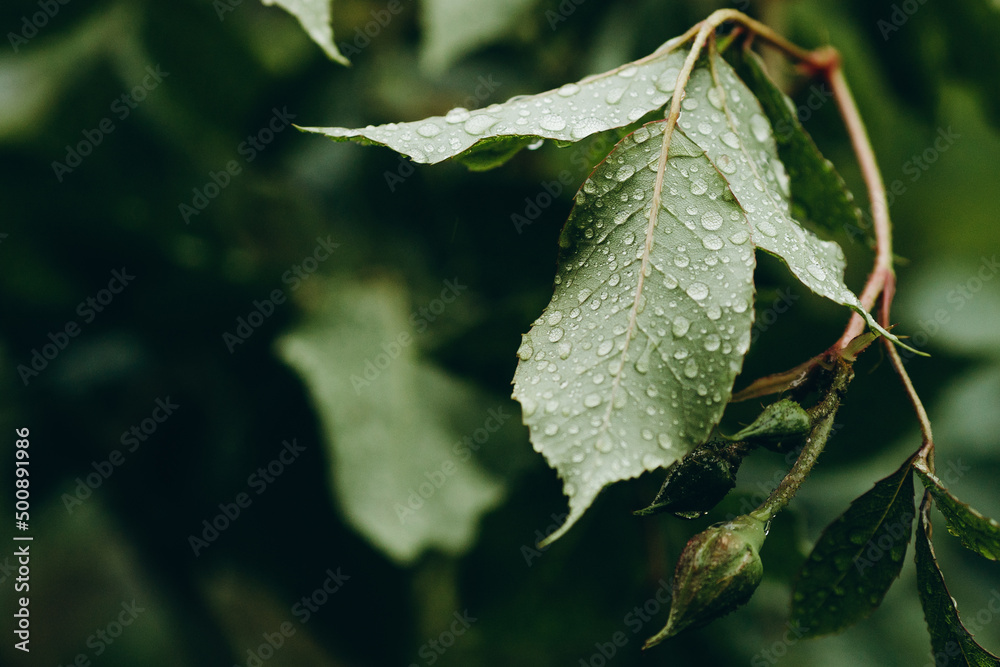 There is a long leaf with raindrops on it. There is a long leaf with raindrops on it.