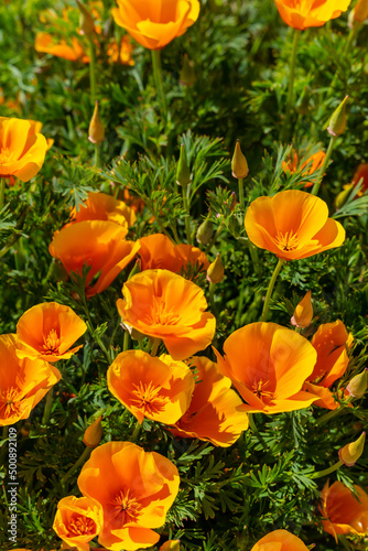 Beautiful orange flowers in the village of Vilaflor in the Teide Natural Park of Tenerife  Canary Islands