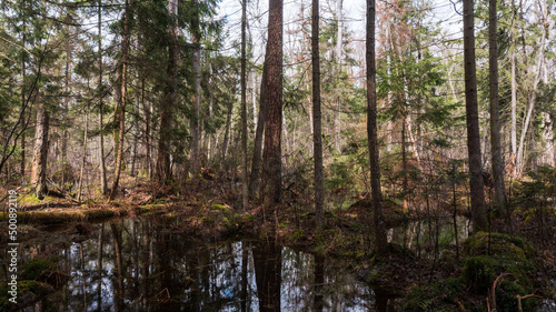 Swapy forest stand with broken trees