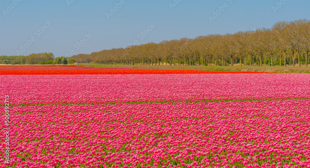 Colorful flowers in an agricultural field in sunlight in springtime, Almere, Flevoland, The Netherlands, April 24, 2022