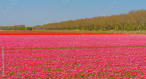 Colorful flowers in an agricultural field in sunlight in springtime, Almere, Flevoland, The Netherlands, April 24, 2022