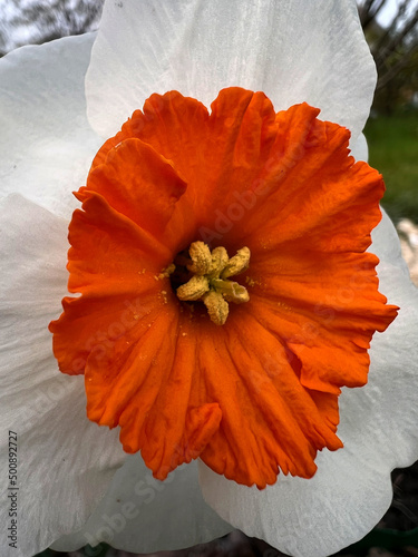 Macro shot of narcissus flower with orange crown . photo