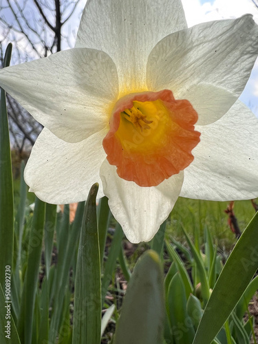 Macro shot of tender narcissus flower. photo