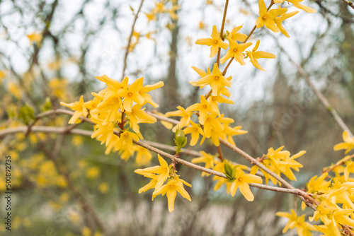 yellow spring branch