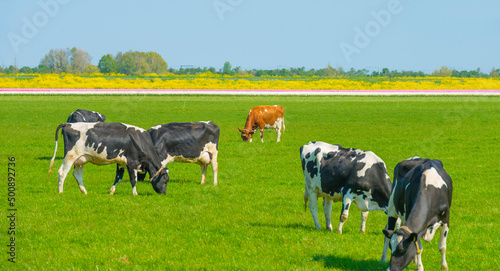 Cows in a green meadow in sunlight under a blue sky in springtime, Almere, Flevoland, The Netherlands, April 24, 2022 