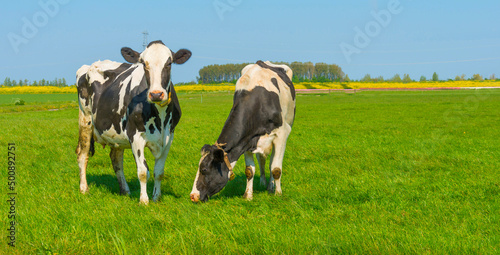 Cows in a green meadow in sunlight under a blue sky in springtime  Almere  Flevoland  The Netherlands  April 24  2022 