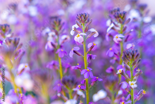 Purple mountain flowers at the top in the Roques de Gracia and the Roque Cinchado in the Teide natural of Tenerife  Canary Islands