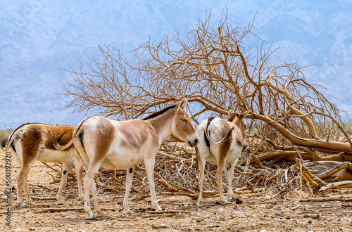 Onager (Equus hemionus) is semi-domesticated donkey, it inhabits nature reser...