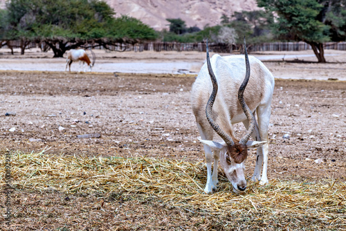 Curved horned antelope Addax (Addax nasomaculatus) was introduced from Sahara...