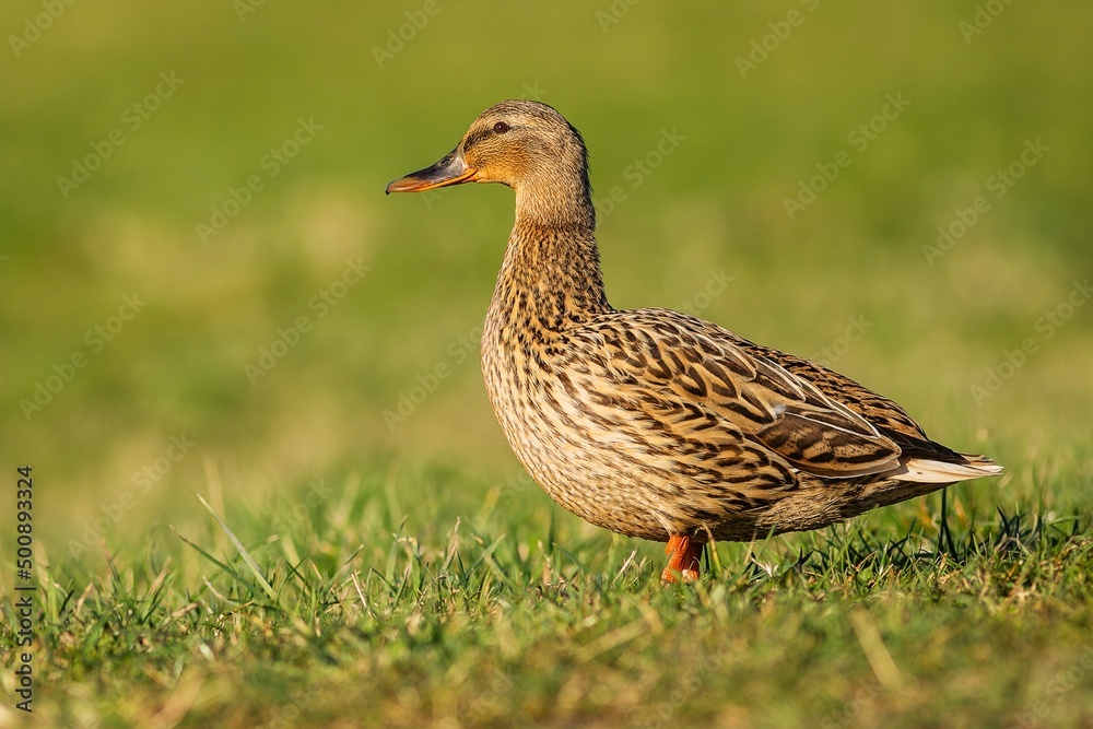 A female mallard duck, a brown water bird, standing on green grass on a spring sunny day. Blurry background.