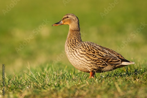 Obraz na płótnie A female mallard duck, a brown water bird, standing on green grass on a spring sunny day. Blurry background. w salonie