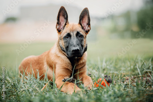 Working Belgian shepherd malinois dog running full speed. IGP dog. © OlgaOvcharenko