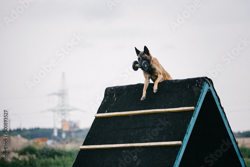 Working Belgian shepherd malinois dog running full speed. IGP dog.