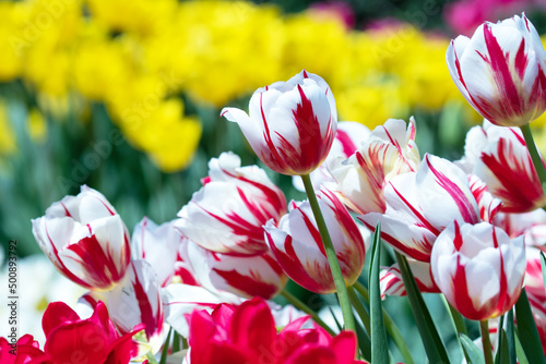 Beautiful flowers that herald spring(チューリップ)