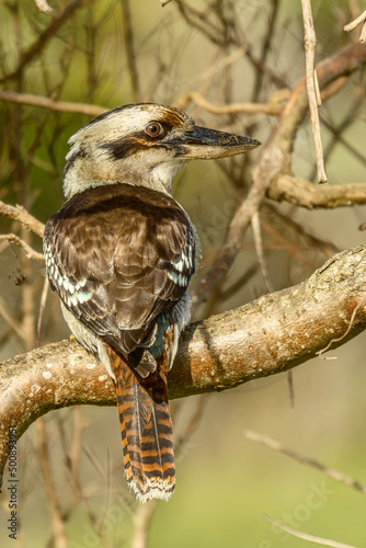 Laughing Kookaburra sitting in a tree, Myall lakes, NSW, Australia photo