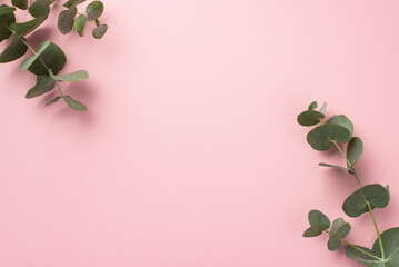 Top view photo of eucalyptus branches in the corners on isolated pastel pink background with copyspace