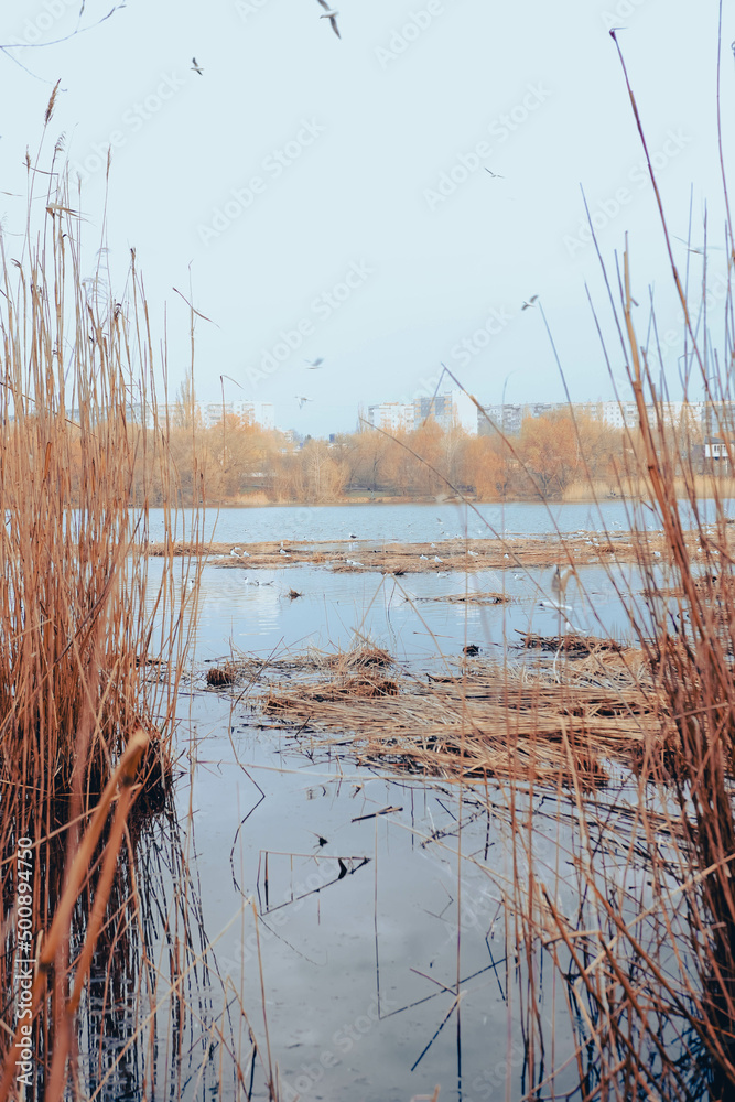 Bird's Nest. Sumy, Ukraine. Floating nest in Cheha lake. Horror atmosphere. Dark reed Bird's Nest. Sumy, Ukraine. Floating nest in Cheha lake. Horror atmosphere. Dark reed