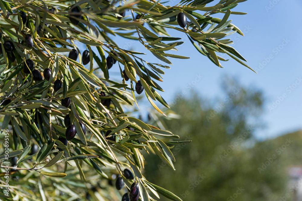 Olive branches with olives in the foreground on an out-of-focus background and lots of copy space. Olive branches with olives in the foreground on an out-of-focus background and lots of copy space.