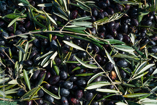 Black olive background with lots of texture photo