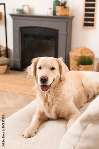 Fototapeta Naklejka Na Ścianę i Meble -  Adorable Golden Retriever dog on sofa near electric fireplace indoors