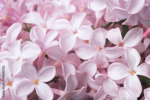 Delicate natural floral background in light pink pastel colors. Texture of Hydrangea flowers in nature with soft focus, macro.